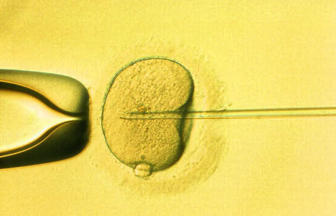 Eggs and sperm in laboratory